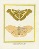 Martinet Buffon Original Prints 1770 Phalene a croissant Moth China - Panteek Antique Prints