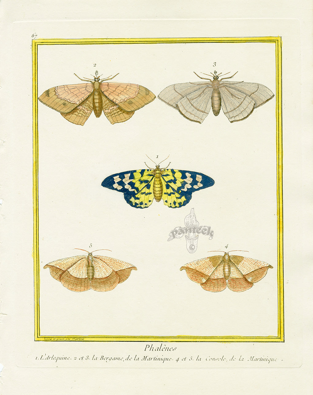 Martinet Buffon Original Prints 1770 Phalenes Moths