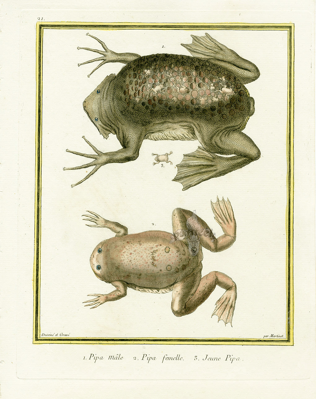 Martinet Buffon Original Prints 1770 Surinam Toad Pipa