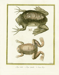 Martinet Buffon Original Prints 1770 Surinam Toad Pipa - Panteek Antique Prints