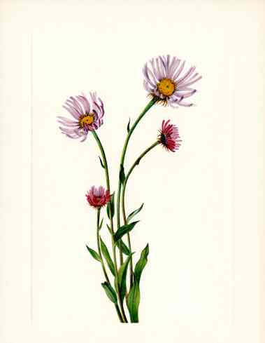 Mary Vaux Walcott 1925 Print Alaska Fleabane
