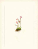 Mary Vaux Walcott 1925 Print Alberta Primrose - Panteek Antique Prints