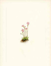 Mary Vaux Walcott 1925 Print Alberta Primrose - Panteek Antique Prints