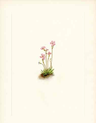 Mary Vaux Walcott 1925 Print Alberta Primrose