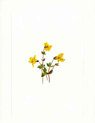 Mary Vaux Walcott 1925 Print Alpine Monkey Flower | Panteek Antique Prints