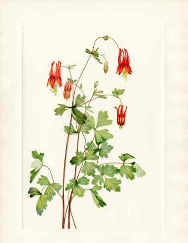 Mary Vaux Walcott 1925 Print America Columbine