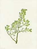 Mary Vaux Walcott 1925 Print American Mistletoe - Panteek Antique Prints