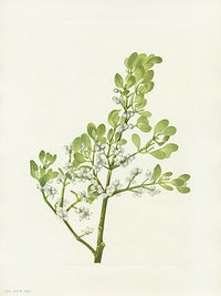 Mary Vaux Walcott 1925 Print American Mistletoe - Panteek Antique Prints