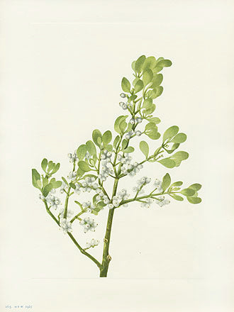 Mary Vaux Walcott 1925 Print American Mistletoe