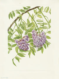 Mary Vaux Walcott 1925 Print American Wistaria - Panteek Antique Prints