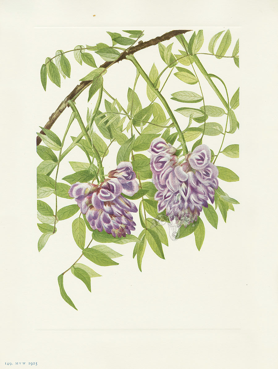 Mary Vaux Walcott 1925 Print American Wistaria