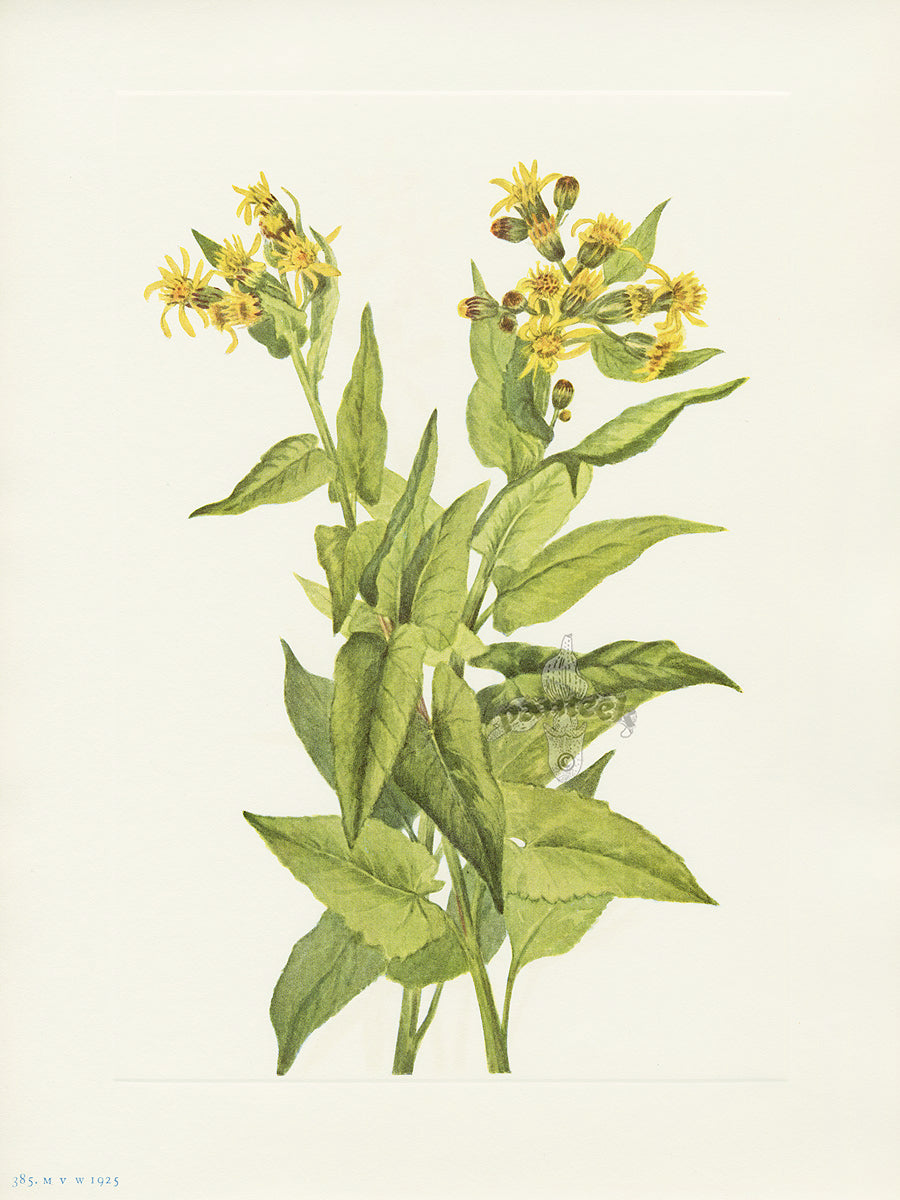 Mary Vaux Walcott 1925 Print Arrowleaf Groundsel