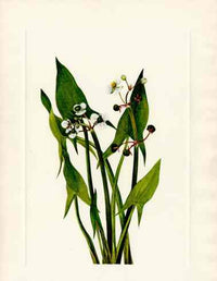 Mary Vaux Walcott 1925 Print Arum Arowhead - Panteek Antique Prints