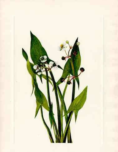 Mary Vaux Walcott 1925 Print Arum Arowhead