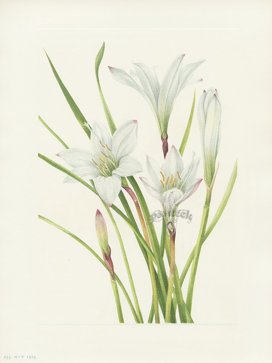 Mary Vaux Walcott 1925 Print Atamasco-lily