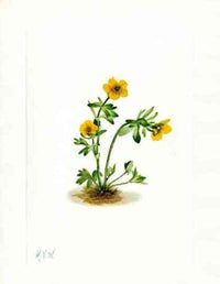 Mary Vaux Walcott 1925 Print Avalanche Buttercup - Panteek Antique Prints
