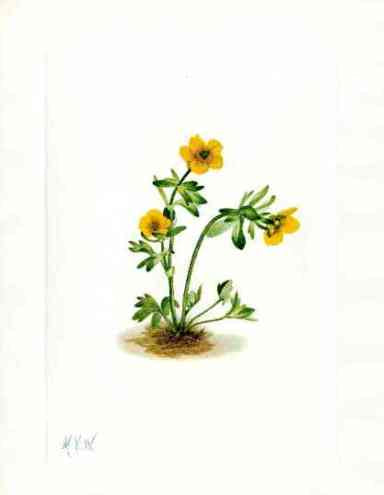 Mary Vaux Walcott 1925 Print Avalanche Buttercup