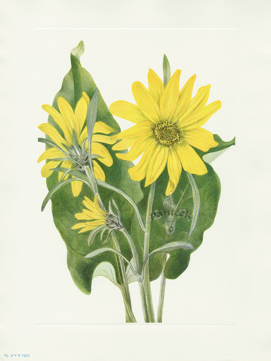 Mary Vaux Walcott 1925 Print Balsamroot