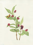 Mary Vaux Walcott 1925 Print Bearberry Honeysuckle - Panteek Antique Prints