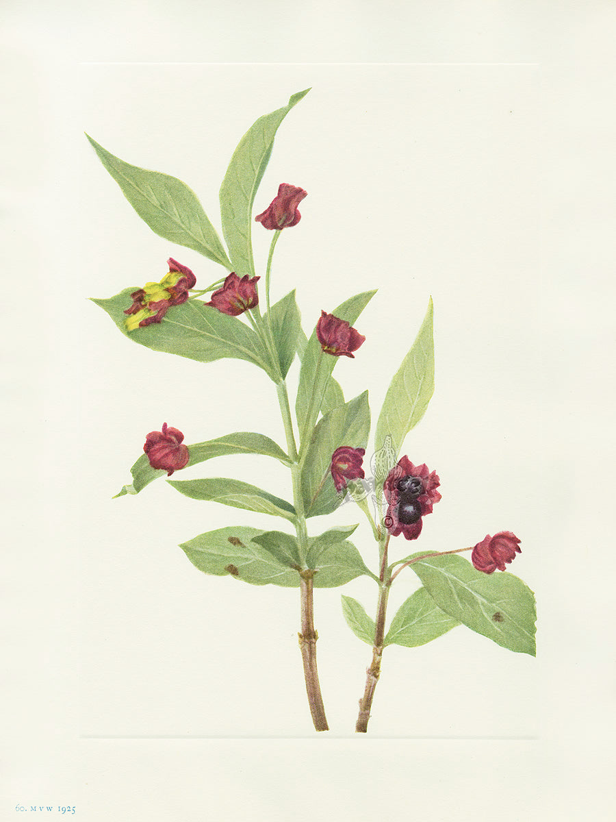 Mary Vaux Walcott 1925 Print Bearberry Honeysuckle