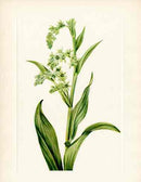 Mary Vaux Walcott 1925 Print Bearcabbaage - Panteek Antique Prints