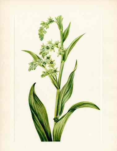 Mary Vaux Walcott 1925 Print Bearcabbaage