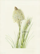 Mary Vaux Walcott 1925 Print Beargrass - Panteek Antique Prints