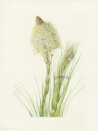Mary Vaux Walcott 1925 Print Beargrass - Panteek Antique Prints