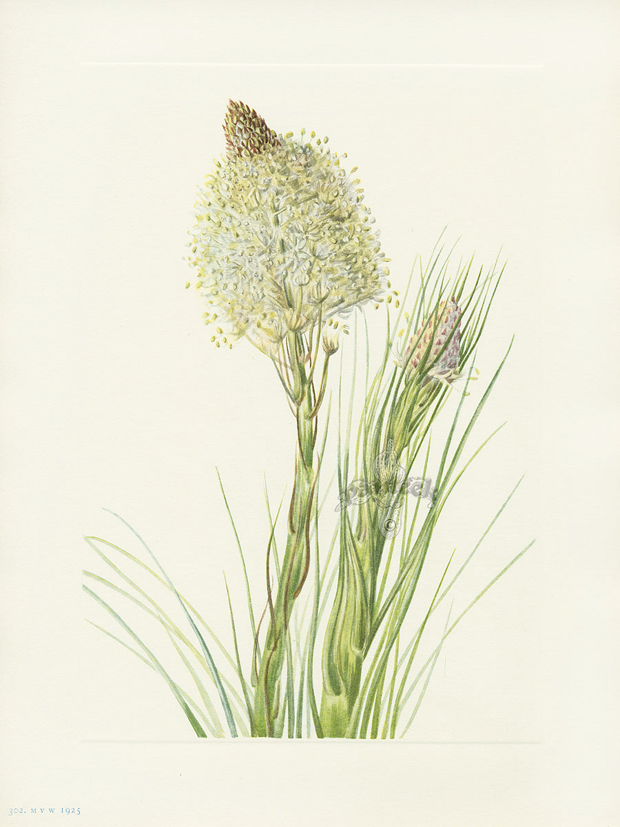 Mary Vaux Walcott 1925 Print Beargrass