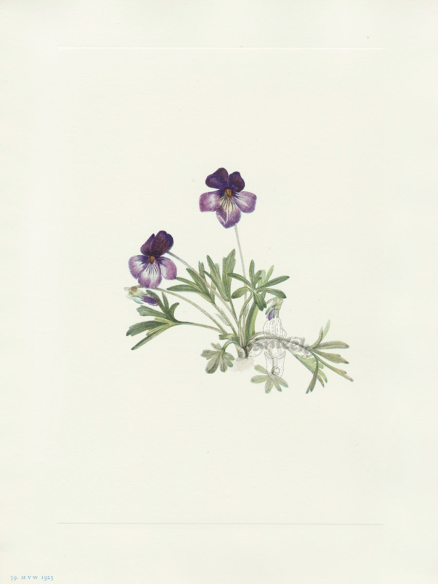 Mary Vaux Walcott 1925 Print Birdsfoot Violet
