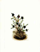 Mary Vaux Walcott 1925 Print Black Crowberry - Panteek Antique Prints
