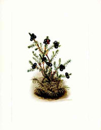 Mary Vaux Walcott 1925 Print Black Crowberry - Panteek Antique Prints