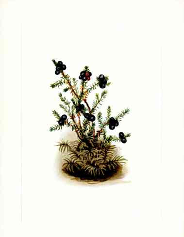 Mary Vaux Walcott 1925 Print Black Crowberry