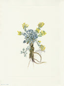 Mary Vaux Walcott 1925 Print Bladderpod - Panteek Antique Prints