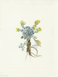 Mary Vaux Walcott 1925 Print Bladderpod - Panteek Antique Prints