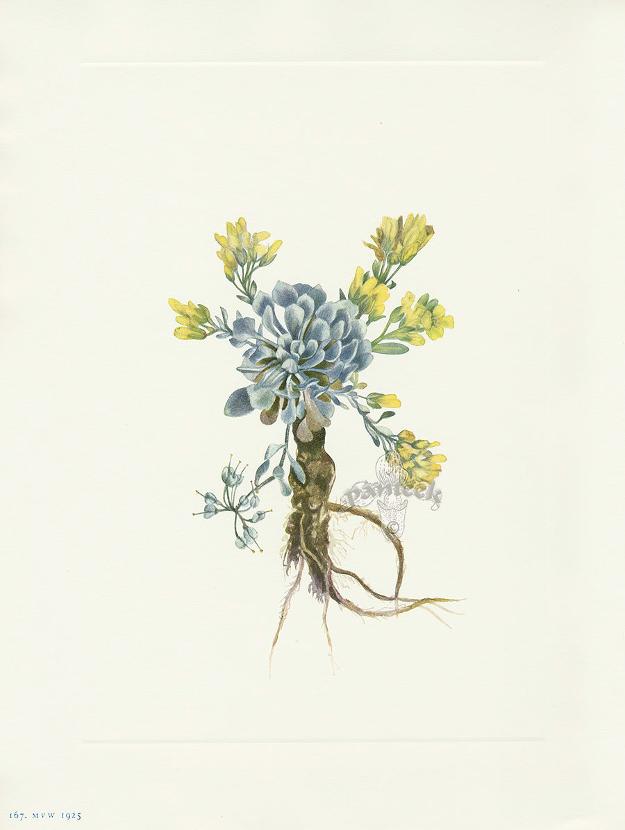 Mary Vaux Walcott 1925 Print Bladderpod