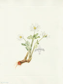 Mary Vaux Walcott 1925 Print Bloodroot - Panteek Antique Prints