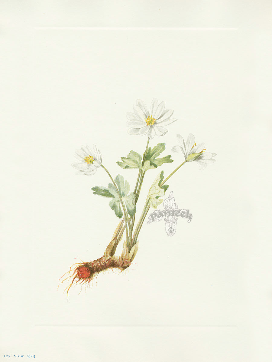 Mary Vaux Walcott 1925 Print Bloodroot