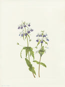 Mary Vaux Walcott 1925 Print Blue-eyed-mary - Panteek Antique Prints