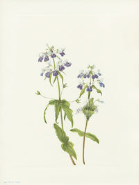 Mary Vaux Walcott 1925 Print Blue-eyed-mary - Panteek Antique Prints