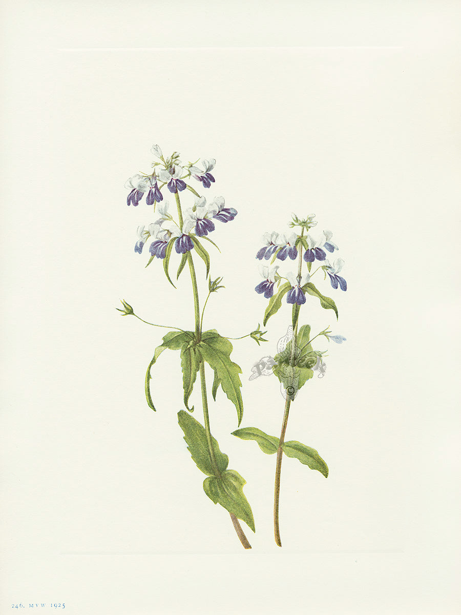 Mary Vaux Walcott 1925 Print Blue-eyed-mary