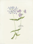 Mary Vaux Walcott 1925 Print Blue Phlox - Panteek Antique Prints