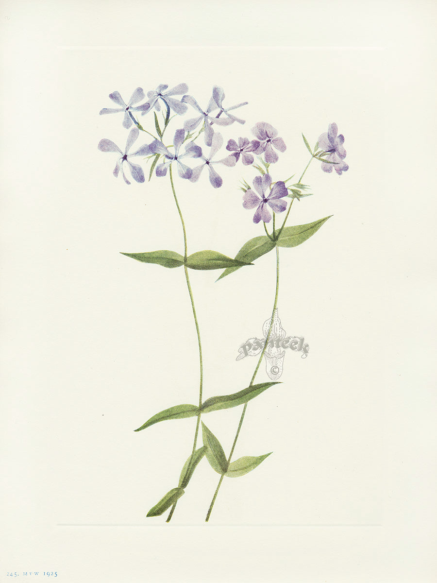 Mary Vaux Walcott 1925 Print Blue Phlox