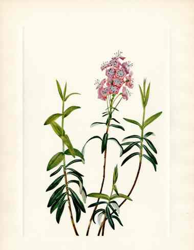 Mary Vaux Walcott 1925 Print Bog Kalmia