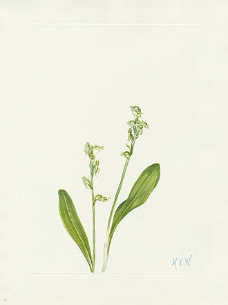 Mary Vaux Walcott 1925 Print Bog Orchid