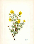 Mary Vaux Walcott 1925 Print Bush Cinqfoil - Panteek Antique Prints