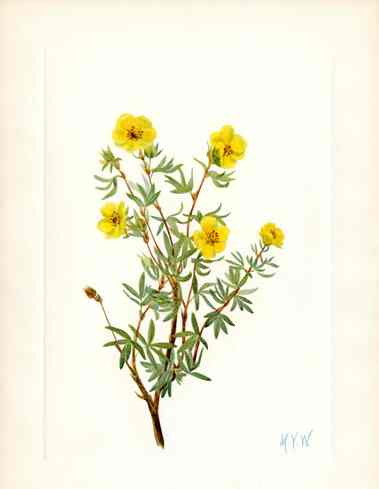 Mary Vaux Walcott 1925 Print Bush Cinqfoil
