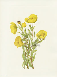 Mary Vaux Walcott 1925 Print Bushpoppy - Panteek Antique Prints