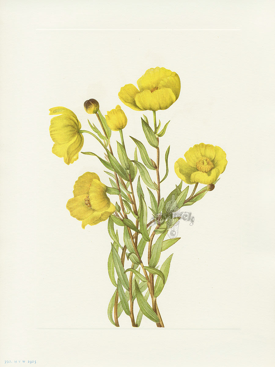 Mary Vaux Walcott 1925 Print Bushpoppy