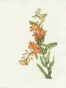 Mary Vaux Walcott 1925 Print Butterflyweed - Panteek Antique Prints